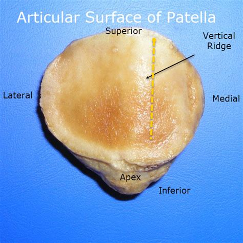 articular surface of the patella.
